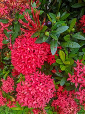 Güzel botanik çekimi, doğal duvar kağıdı. Hindu toplumu için Ixora acuminata (Ixora) ya da Sarca Indica, bu bitki kutsal 07 olarak kabul edilir. 