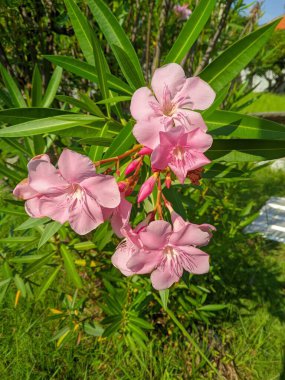 Nerium Oleander, ölümcül zehir barındıran güzel bir çiçek. Japon bitki ya da zakkum, ölümcül zehirlenmeye neden olan bileşik oleandrin içerir.