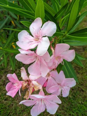 Nerium Oleander, ölümcül zehir barındıran güzel bir çiçek. Japon bitki ya da zakkum, ölümcül zehirlenmeye yol açan bileşik oleandrin içerir.