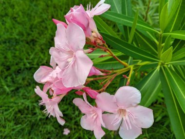 Nerium Oleander, ölümcül zehir barındıran güzel bir çiçek. Japon bitki ya da zakkum, ölümcül toksinlere sebep olan bileşik oleandrin içerir.