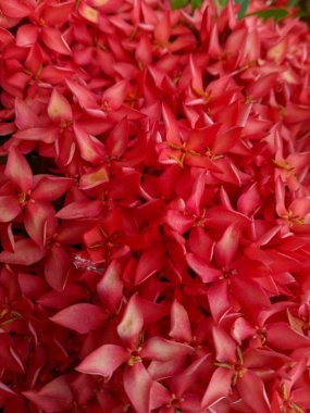 Hindu toplumu için Ashoka çiçeği (Ixora acuminata) veya Sarca Indica, bu bitki kutsal 01 olarak kabul edilir.