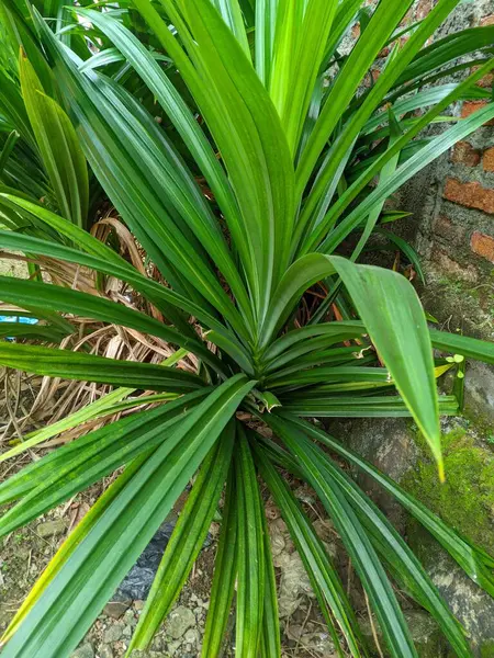 Bahçedeki bir bitkinin yeşil yaprakları. Wangi pandan (Pandanus ammaryllifolius), Pandanaceae familyasından bir bitki türüdür. Yapraklar, Endonezya 'nın diğer güneydoğu Asya ülkelerindeki yemek pişirme geleneklerinin önemli bir unsurudur.. 