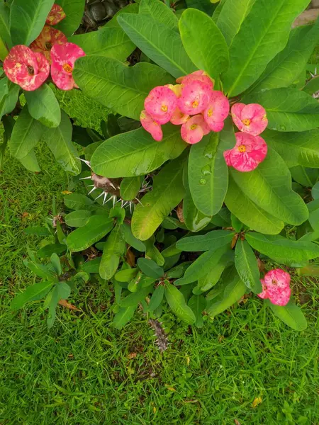 Güzel botanik fotoğrafı, doğal duvar kağıdı. Öforbi çiçekleri, iyi çiçek açmaları dışında, mikrop önleyicidir ve yanıkları tedavi edebilirler.