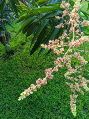 Mango çiçekleri ve evin önünde meyve veren genç mangolar.