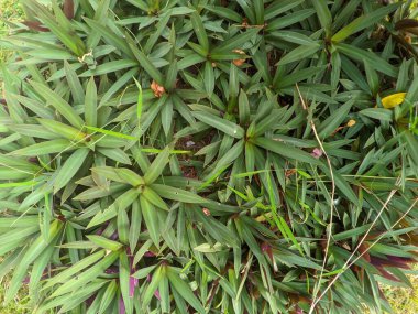 Bahçedeki çimenler. Adem Havva bitkisinin Latince adı Tradescantia spathacea ya da halk arasında Rhoeo renk değişimi olarak bilinir.