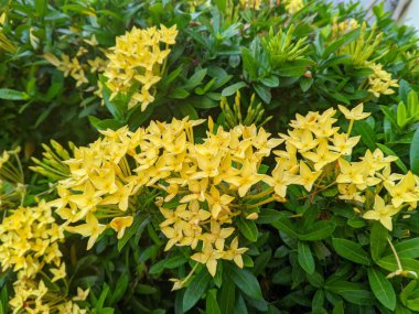 Asoka çiçekleri (Saraca asoca) stresi azaltmaya ve rahim kaslarını yatıştırmaya yardımcı olan bir astringent işlevi görebilirler. Sonuç olarak rahim kasları daha çok gevşeyebilir ve adet döngüsü sorunsuz bir şekilde geri dönebilir..