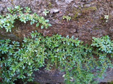 Ormandaki yeşil yaprakları kapatın. Katumpangan ya da ot bitkisi Pilea Microphylla, böbrek ilacı olarak etkili bir ot türü. 1
