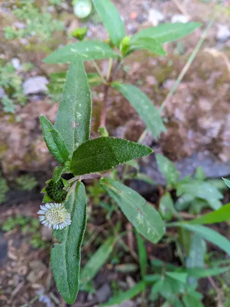 Ormandaki yeşil bitki. Urang-aring veya Eclipta alba L. (Eşanlamlı: Eclipta prostrata L.) saç büyümesi, antihiperlipidemi, antioksidan, antibakteriyel ve antikanserdir. 02