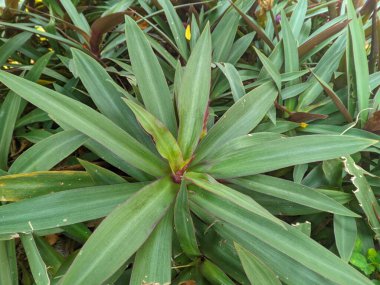 Bahçede yeşil yapraklar. Adem Havva bitkisinin Latince adı Tradescantia spathacea ya da halk arasında Rhoeo dekoltesi 02 olarak bilinir.