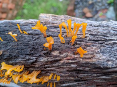 Ormandaki mantarlar. Dacryopinax spathularia bir tür yenilebilir jöle mantarıdır. Şekli eşsizdir çünkü bir spatulaya benzer. Dacrymycetaceae familyasından bir mantar türü içerir.. 