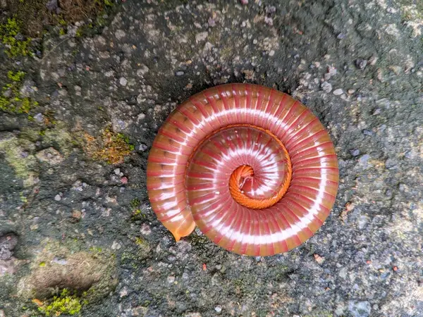 Kırkayak ya da akıntı, diplopoda sınıfı, daha önce Chilognatha olarak adlandırılan, iki çift bacağı olan eklembacaklılardır. Yani, çok bacaklı eklembacaklılar (Myriapoda). 6