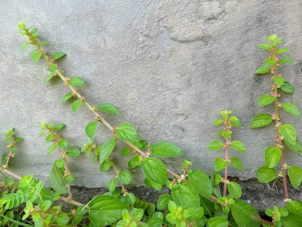 stock image green leaves on the wall.Parietaria judaica is a species of flowering plant native to Europe, North Africa and parts of West Asia.