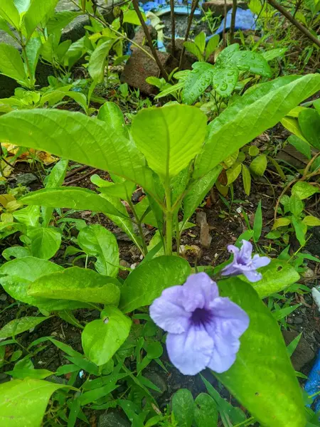 Bahçedeki güzel mor iris çiçeği. Bilimsel adı: Ruellia tuberosa veya pletekan yaprakları diyabet mellitusunu tedavi edebilen polifenol özü içerir. 2