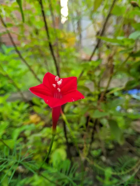Bahçedeki kırmızı çiçek. Pohon anggur cemara (Ipomoea quamoclit) veya Cypress Vine: Sarmaşıklar, ince yaprak ve hafif doku 02