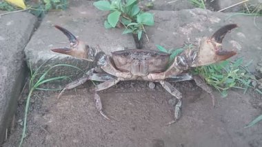 Yuyu ya da Ketam (Parathelphusa convexa), Gecarcinucidae familyasından bir yengeç türüdür. Java ve Bali 'de sınırlı dağıtım. 0003