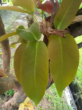 Güzel botanik fotoğrafı, doğal duvar kağıdı. Syzygium malaccense 'in genç yaprakları, Caryophyllus malaccensis (L.) Stokes Eugenia malaccensis. Jambosa malaccensis (L) DC. Syzygium aqueum ya da su guava, Endonezya 'da yetişen bir bitki.