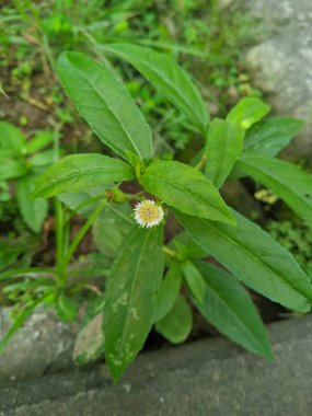 Bahçede yeşil yapraklar. Urang-aring veya Eclipta alba L. (Eşanlamlı: Eclipta prostrata L.) saç büyümesi, antihiperlipidemi, antioksidan, antibakteriyel ve antikanserdir. 5