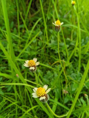 Gletang veya Tridax procumbens ağrı (analjezik) ve iltihap, hepatoprotasyon, antidiyabetik, bağışıklık modülasyonu ve antimikrobik etkilerin giderilmesi için faydalıdır.