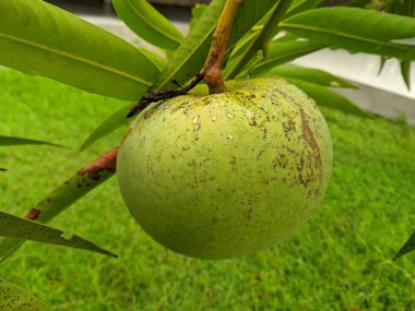 Mangga Apel veya Apple Mango, Plantae, Class: Magnoliopsida, Order: Sapindales, Family: Anacardiaceae, Genus: Mangifera, Species: M. indica, Binom adı Mangifera indica L. 5