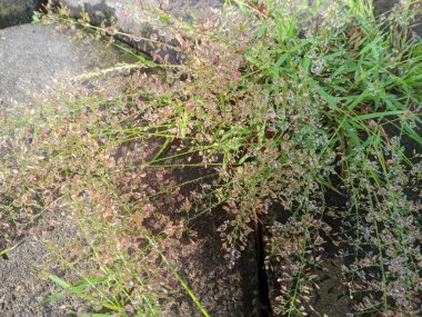 Eragrostis amabilis, Poaceae familyasından Afrika ve Güney Asya 'ya özgü bir çim türüdür. Eragrostis tenella Benth, Eragrostis elegans Nees ve Eragrostis interrupta 1