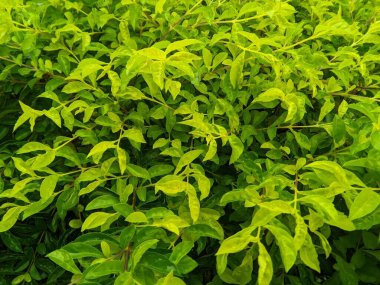 Popüler İsimler: Yaramaz Sinyo, Altın Dewdrop, Güvercin Berry, Gökyüzü Çiçeği, Duranta Latince adı: Duranta erecta, Duranta pişmanlığı, Köken: Durantaceae Alanı: Tropikal Amerika Konumu: Ön Sayfa, Bölünme Bölümü: Kesme, tohumlar 1