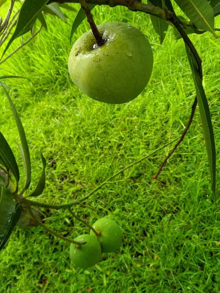 Mangga Apel veya Apple Mango, Plantae, Class: Magnoliopsida, Order: Sapindales, Family: Anacardiaceae, Genus: Mangifera, Species: M. indica, Binom adı Mangifera indica L. 7