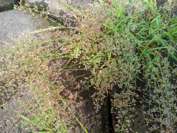 Eragrostis amabilis, Poaceae familyasından Afrika ve Güney Asya 'ya özgü bir çim türüdür. Eragrostis tenella Benth, Eragrostis elegans Nees ve Eragrostis interrupta 1