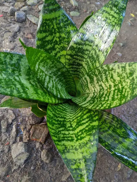Mini sansevieria bitki trifasciata yeşil hahnii. Hintçe 'de Lidah mertua çiçeği olarak adlandırılır. Hava kirliliğini emmek için 02.