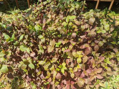 Kermak (Alternanthera) yaraları, mide bulantısı, kusma, öksürük, bronşit, ishal, dizanteri ve diyabetik ve idrar söktürücü faaliyetleri tedavi eder.