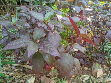 Kermak (Alternanthera) yaraları, gaz zehirlenmesi, mide bulantısı, kusma, öksürük, bronşit, ishal, dizanteri ve diyabetik ve idrar söktürücü faaliyetleri tedavi eder.