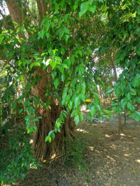 Banyan ağacı (Ficus benjamina) havadaki toksinleri (kirleticiler) ve CO2 'yi absorbe ederek havanın daha temiz hale gelmesini sağlar. Asılı kökler ağaç gövdelerinde büyüyecek ve solunum 15 için işlevsel olacaklar