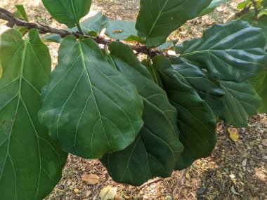 Ketapang Keman (Ficus Lyrata) astım, öksürük, boğaz ağrısı ve hava temizleyici 2 gibi solunum bozukluklarını tedavi eder.