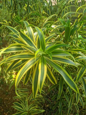 Hindistan bitkisinin şarkısı (Dracaena reflexa) trikloretilen, ksilen ve formaldehit 3 gibi toksik bileşiklerin çıkarıcısıdır.