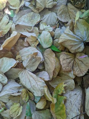 Kelebek bitkisinin kurumuş yaprakları (Bauhinia purpurea L) 4