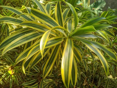 Hindistan bitkisinin şarkısı (Dracaena reflexa) trikloretilen, ksilen ve formaldehit 2 gibi toksik bileşiklerin çıkarıcısıdır.