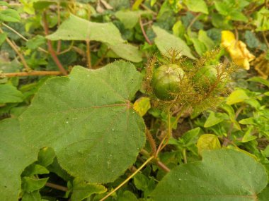 Rambusa yaprakları ve meyveleri (Passiflora foetida L.) antioksidan, antidiyabet, anti-kolesterol ve yüksek tansiyon 12 olarak kullanışlıdır.