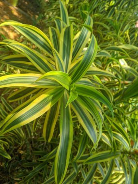 Hindistan bitkisinin şarkısı (Dracaena reflexa) trikloretilen, ksilen ve formaldehit 1 gibi toksik bileşiklerin çıkarıcısıdır.