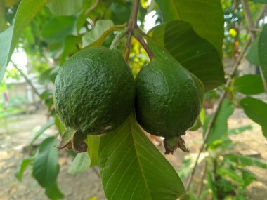 Guava meyvesi (Psidium Guajaya) öksürük ve ishal için geleneksel bir ilaçtır.