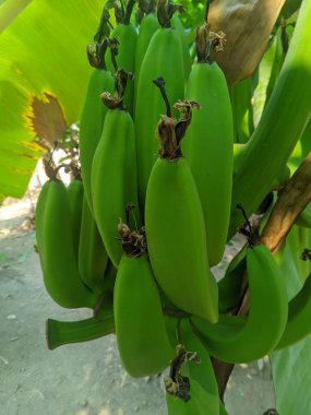 yeşil muz (Musaceae) henüz olgunlaşmamış ve kök 1 üzerinde duruyor.