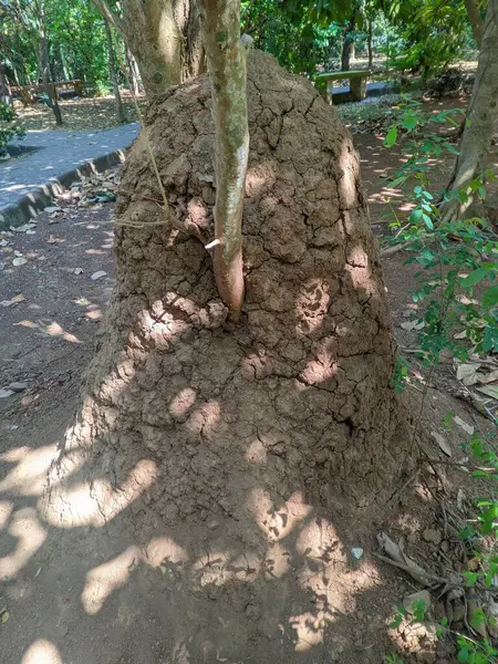 Termit yuvası gibi toprak yığınları