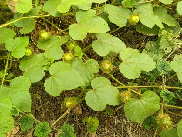 Rambusa yaprakları ve meyveleri (Passiflora foetida L.) antioksidan, antidiyabet, anti-kolesterol ve yüksek tansiyon 13 olarak faydalıdır.