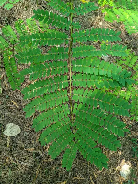 Saga yaprakları epilepsi, öksürük ve yara için alternatif bir bitkisel ilaçtır. Biyoaktif maddelerin içeriğinden dolayı, çeşitli hastalıkların üstesinden gelir.