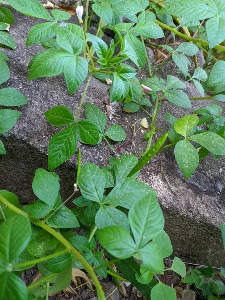 Maman lanang plant (Cleome rutidosperma), Cleomaceae familyasından bir bitki türü olup, antidiyabet, anti-aging, kanser ve kardiyovasküler hastalıkların önlenmesi için kullanılan geleneksel bir ilaçtır.