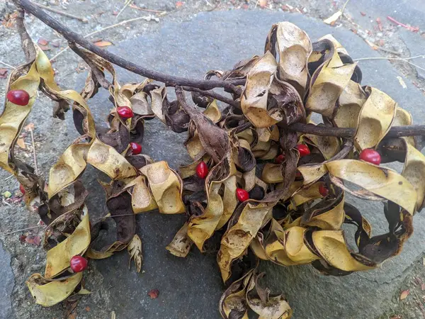 Saga Ağacı 'ndan (Adenanthera pavonina) alınan tohumlar, yara, boğaz ağrısı ve diğer hastalıkları tedavi etmek için antioksidan içerir.
