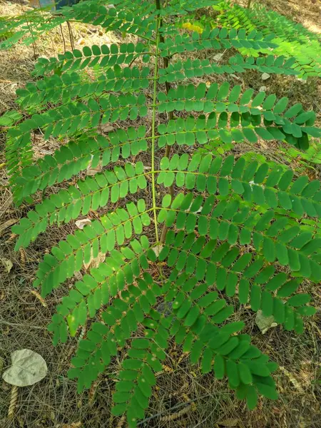 Saga yaprakları epilepsi, öksürük ve yara için alternatif bir bitkisel ilaçtır. Biyoaktif maddelerin içeriğinden dolayı, çeşitli hastalıkların üstesinden gelir.