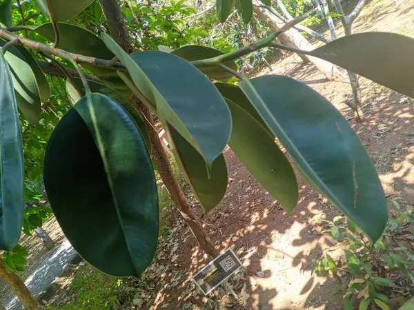 Kırmızı Lastik ya da Karet Kebo (Ficus elastica) Yapraklar acı ve hipertansiyon riskini azaltan ve 3 numaralı hava temizleyici görevi gören aroidler açısından zengindir.