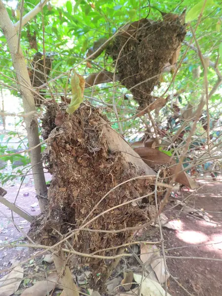 Bitki 1 'den siyah karınca yuvası