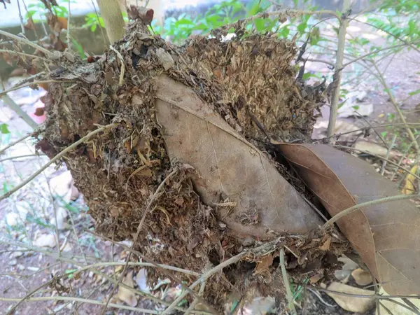 Bitki 4 'ten siyah karınca yuvası