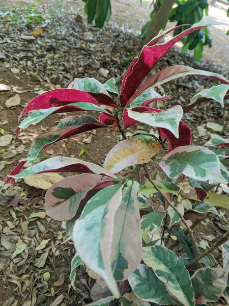 Sambang Darah Bitkisi (Excoecaria cochinchinensis Lour, Euphorbiaceae familyası) Çin Croton yaygın adıyla parazitleri öldürmede, kaşıntıları gidermede, vb.