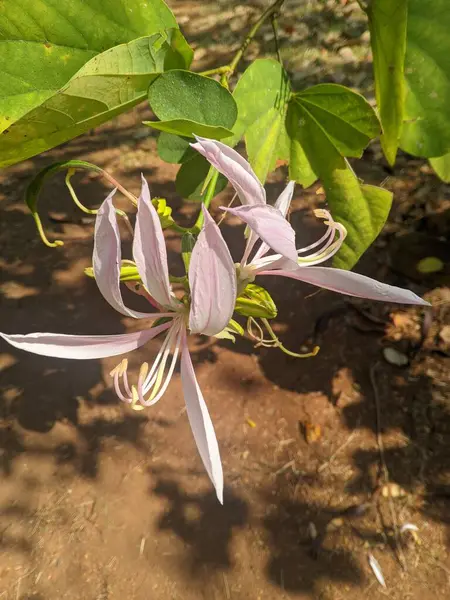 Tayuman bitkisi veya Kelebek Çiçeği (Bauhinia purpurea L) anti-bakteriyel, anti-diyabetik, analjik, antienflamatuar, anti-ishal, anti-kanser, kansere karşı, neformasyon ve tiroid hormon düzenleyici aktivite olarak kullanılır.